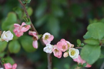 Obraz premium ボケの花のクローズアップ