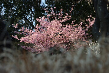 桜が咲いている木の全景