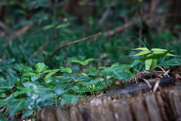 植物