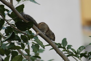 squirrel seating in the tree 