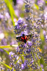 six-spot burnet, Zygaena filipendulae, beautiful butterfly eating on lavender flowers