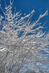 snow covered branches