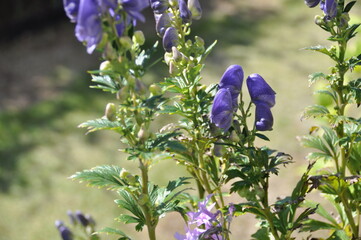 トリカブトの花