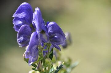 トリカブトの花