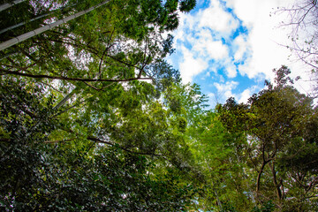 木と空