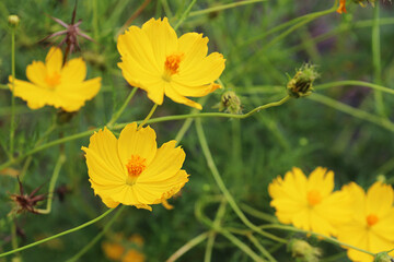 Yellow Starburst flowers in the meadow