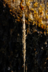 Obraz premium ears of wheat