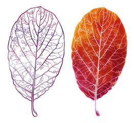 Imprint isolated abstract tender leaf