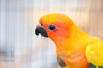 Colorful of parrot sitting on the cage.