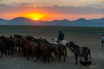 Fototapeta na wymiar Wild horses and cowboys in the dust at sunset