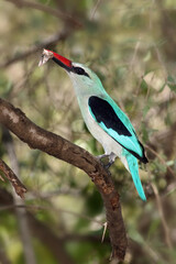 The woodland kingfisher (Halcyon senegalensis) sitting on a branch with a moth in its beak. A large blue African kingfisher sitting on a branch with prey in its beak with a green background.