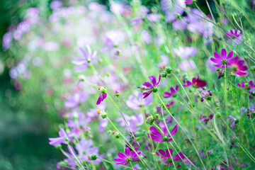 Pink flowers of cosmeya on a green natural background.