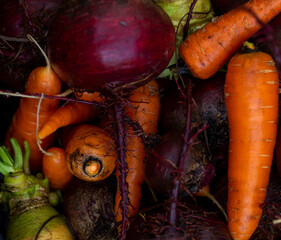 background of fresh carrots with tops and beets with soil from the garden with harvesting in autumn