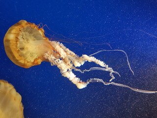 Jellyfish