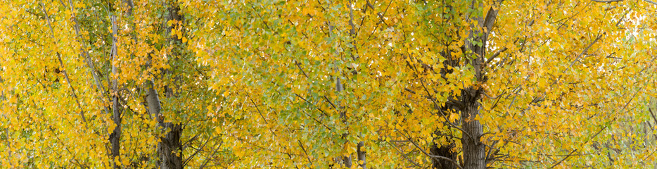 panoramic view of golden poplar tree leaf in autumn