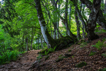 Obraz premium Auvergne 