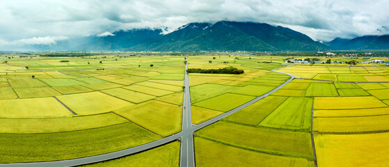 Aerial view of Beautiful Rice Fields and  Mr. Brown Avenue at Chishang Township, Taitung County, Taiwan in autumn
