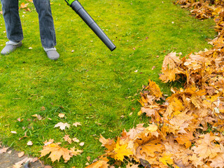 A man  clears maple leaves from a green lawn in autumn with a blower