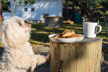 Poodle tries to reach a plate of fresh cookies in the garden