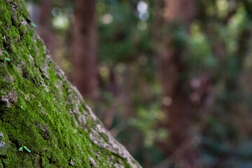 苔の付いた木