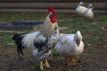 a rooster and a duck are walking in the barnyard