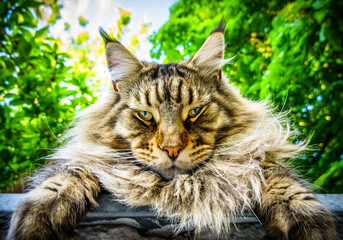 nice cat at a street