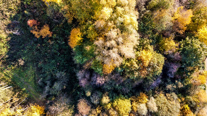 Drohnenbild Herbstwald; Abstrakter Hintergrund; Vogelperspektive 