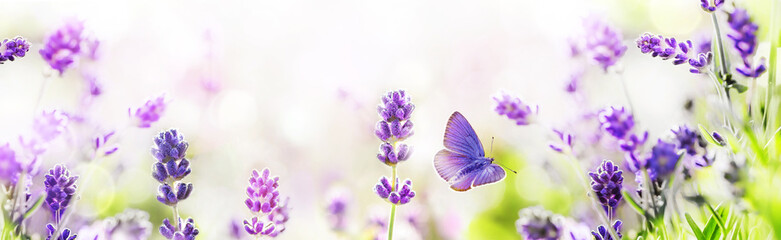 Purple blossoming Lavender and flying butterfly in nature panorama.