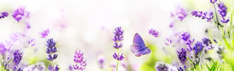Fototapeten Purple blossoming Lavender and flying butterfly in nature panorama. © Soho A studio