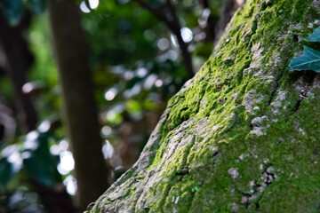 苔の付いた木