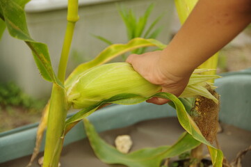 家庭菜園でトウモロコシの収穫