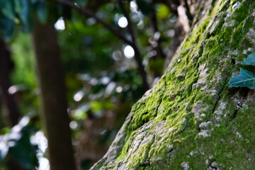 苔の付いた木