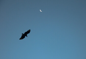 Bird flying in a blue sky with moon