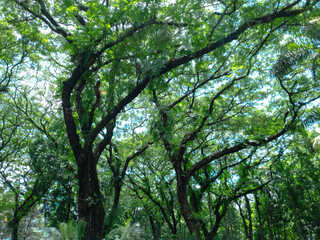 Obraz premium tree formations in the rainforest. natural trees for background design.