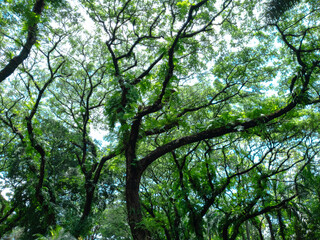 Fototapeta premium tree formations in the rainforest. natural trees for background design.