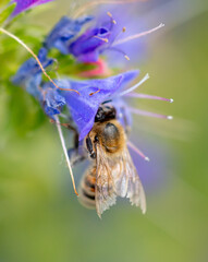 A bee collects honey on blue flowers