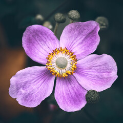 Flora Flowers Wildlife Macro Perspective Autumn Moody . High quality photo