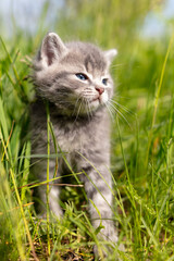 Portrait of a little kitten in green grass
