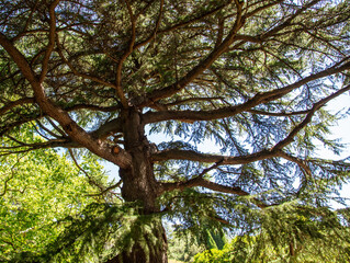 Coniferous tree in the park.
