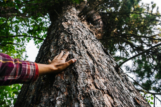 A woman's hand in a checkered shirt touches the trunk of a large and old pine tree. Lake Teletskoye, Altai Mountains, Russia.