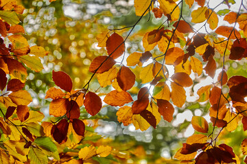 Autumn leaves on the tree with yellow and orange leaves in direct backlight of the bright autumn sun