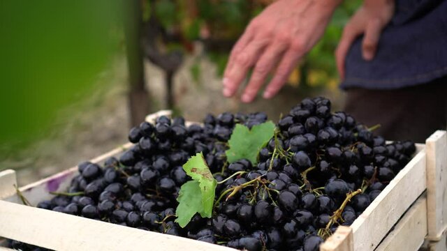 Farmer picks grapes. Harvesting Wine Grapes. Hand picking the grapes. Harvest Season. Small family farming business growing grapes