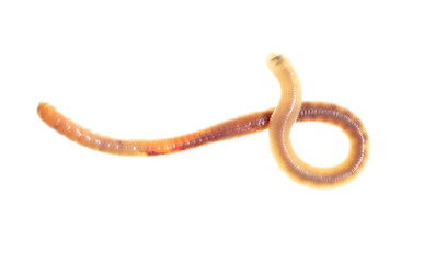 Earthworm on a white background.