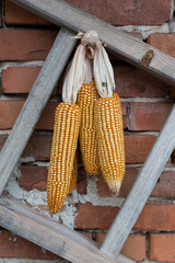 Dry yellow corn cobs hanging from wooden ladder with old brick wall in the background