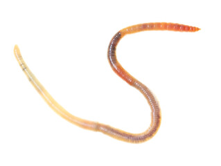 Earthworm on a white background.