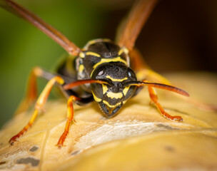 Close-up of a wasp on a yellow leaf