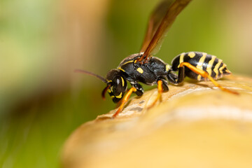 Fototapeta premium Close-up of a wasp on a yellow leaf