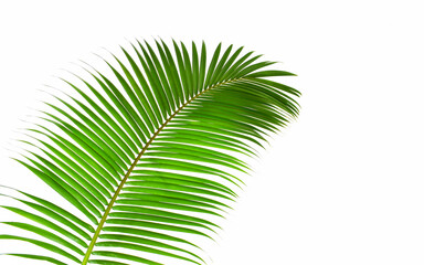 Obraz premium palm leaf isolated on white
