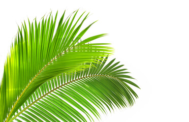 palm leaf isolated on white