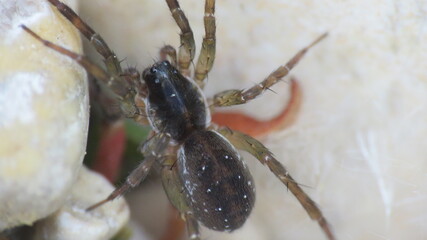 Ragno in macro